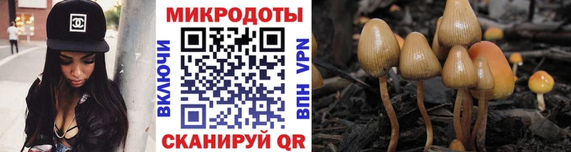 купить закладку  Бакал  Галлюциногенные грибы Cubensis 
